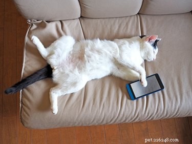 Do Cats Have Belly Buttons? Discover Where the Navel Lies