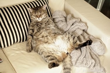Do Cats Have Belly Buttons? Discover Where the Navel Lies