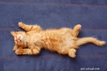 Do Cats Have Belly Buttons? Discover Where the Navel Lies