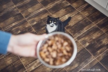 Choosing the Right Cat Food: Pros & Cons of Wet vs Dry Options