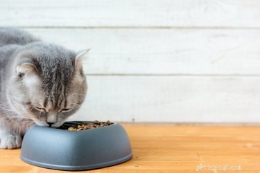 Choosing the Right Cat Food: Pros & Cons of Wet vs Dry Options
