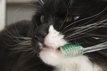 Step-by-Step Guide to Brushing Your Cat’s Teeth for Optimal Dental Health