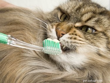 Step-by-Step Guide to Brushing Your Cat’s Teeth for Optimal Dental Health
