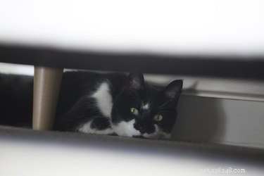 Do Cats Experience Headaches? Signs, Causes & How to Help