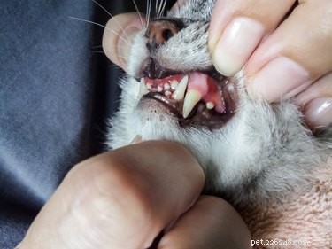 Do Cats Experience Headaches? Signs, Causes & How to Help