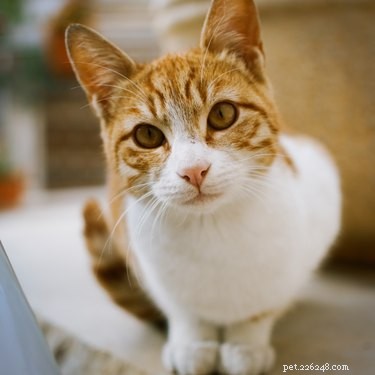 The Purpose of Cat Whiskers: How They Navigate and Protect