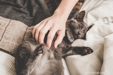 Massaging Your Cat: Benefits, Techniques, and Tips