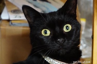 How Long Do Cats Live? Expert Guide to Cat Life Expectancy
