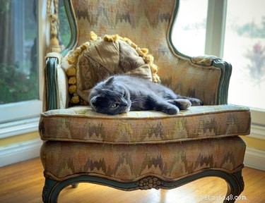 How Long Do Cats Live? Expert Guide to Cat Life Expectancy