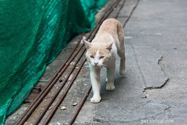 How Long Do Cats Live? Expert Guide to Cat Life Expectancy