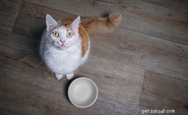 Is an Automatic Cat Feeder Right for Your Feline? A Practical Guide
