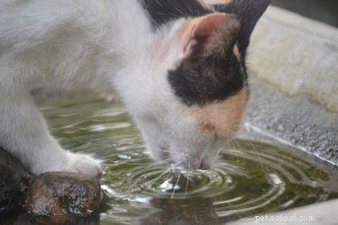 Should You Buy a Cat Water Fountain? Benefits, Convenience, and Maintenance Explained