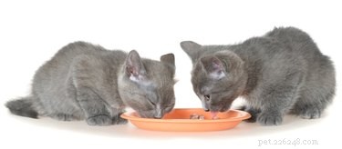 Why Does My Cat Vomit Right After Meals? Causes, Red Flags, and When to Seek Veterinary Care