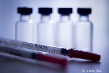 Recognizing and Managing Diabetes in Cats: Key Symptoms & Effective Treatments