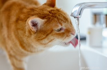 Recognizing and Managing Diabetes in Cats: Key Symptoms & Effective Treatments