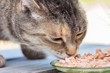 Recognizing and Managing Diabetes in Cats: Key Symptoms & Effective Treatments