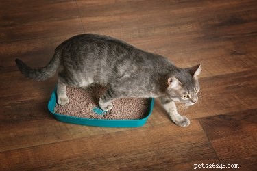 Understanding Your Cat’s Urination Habits: What’s Normal?