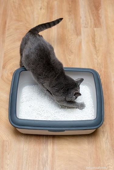 Understanding Your Cat’s Urination Habits: What’s Normal?