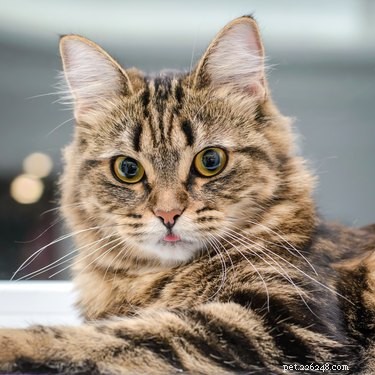 How Often Do Cats Poop? A Complete Guide to Your Cat’s Bathroom Habits