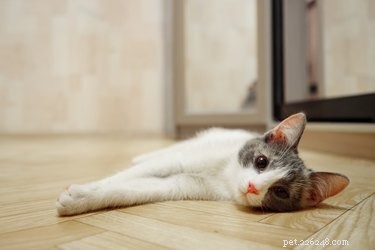 How Often Do Cats Poop? A Complete Guide to Your Cat’s Bathroom Habits