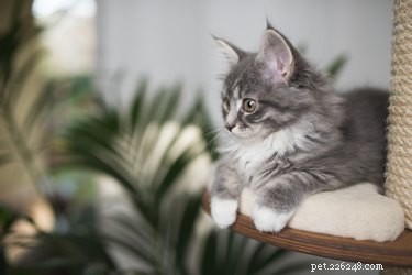 How Often Do Cats Poop? A Complete Guide to Your Cat’s Bathroom Habits