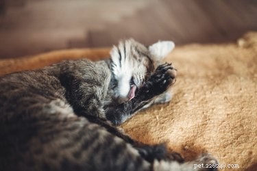 How Often Do Cats Poop? A Complete Guide to Your Cat’s Bathroom Habits