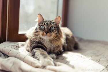 How Often Do Cats Poop? A Complete Guide to Your Cat’s Bathroom Habits