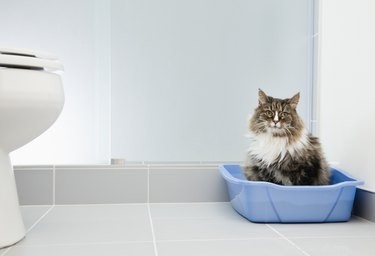 Blood in Your Cat’s Poop: Causes, Symptoms, and When to Seek Veterinary Care