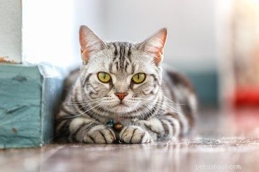 Do Cats Actually See Phone Screens? What You Need to Know