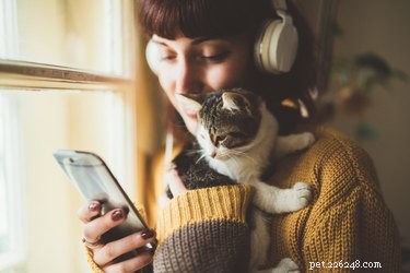 Do Cats Actually See Phone Screens? What You Need to Know