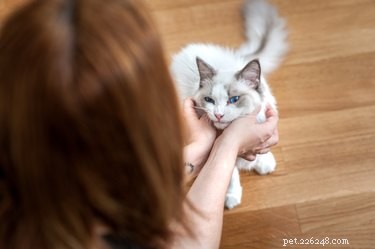 Do Cats Actually See Phone Screens? What You Need to Know