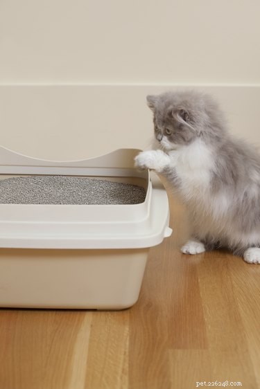Understanding Why Your Cat Avoids the Litter Box: Causes & Solutions