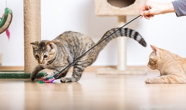 Keep Your Cat Fit: Expert Tips for Daily Exercise