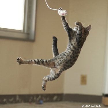 Keep Your Cat Fit: Expert Tips for Daily Exercise