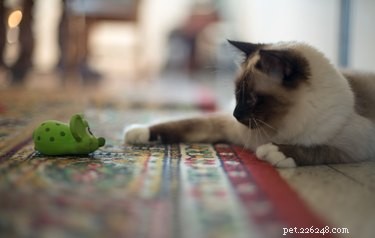 Keep Your Cat Fit: Expert Tips for Daily Exercise