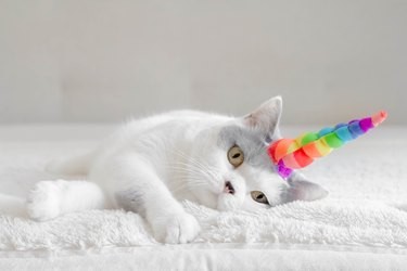 Do Cats Actually Watch Television? Unpacking Their Curiosity and Vision