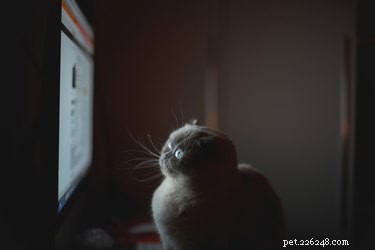 Do Cats Actually Watch Television? Unpacking Their Curiosity and Vision