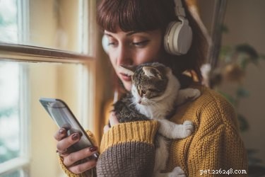 Do Cats Perceive Photographs? Exploring Feline Vision