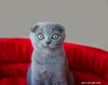 Do Cats Perceive Photographs? Exploring Feline Vision