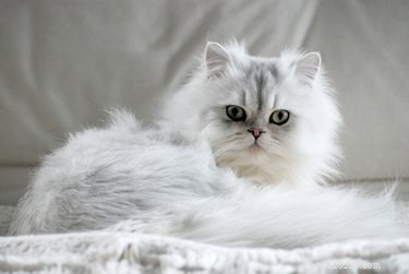 The Ultimate Guide to Grooming Your Cat: Health & Hygiene Tips