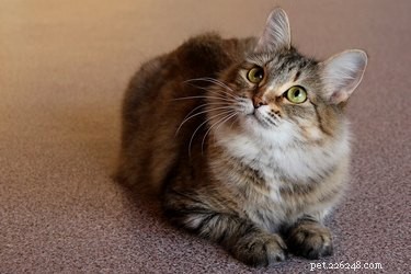 The Ultimate Guide to Grooming Your Cat: Health & Hygiene Tips
