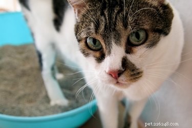 Choosing the Perfect Litter Box: A Guide for Cat Owners