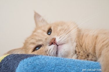 Do Cats Experience Mental Health Issues? A Veterinary Perspective