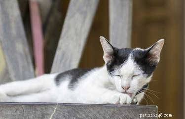 Do Cats Experience Mental Health Issues? A Veterinary Perspective