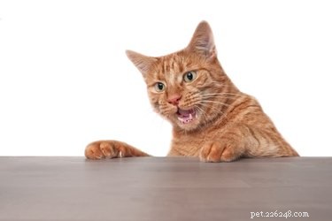 Do Cats Experience ADHD? Understanding Symptoms and Care