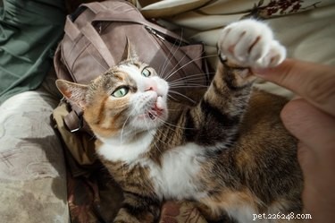 Do Cats Experience ADHD? Understanding Symptoms and Care