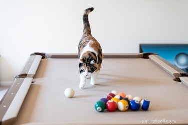 Do Cats Experience ADHD? Understanding Symptoms and Care