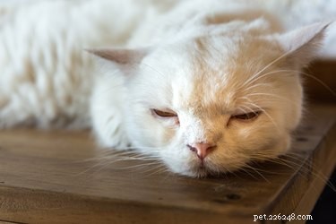 Understanding Cat Coughs: Causes & Solutions