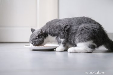 Preventing Cat Hairballs: Easy Steps to Keep Your Kitty Healthy