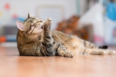 Obsessive-Compulsive Disorder in Cats: Recognize, Diagnose, and Treat